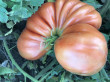 Отзыв на Семена. Томат раннеспелый «Сто пудов» от Елена