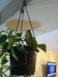 Отзыв на Цепочка для подвесного кашпо от Инна Николаевна