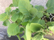 Отзыв на Семена. Баклажан «Бычий лоб», 0.3 г от 🍀🌱☘️🌿Гүлмира Кенжалықызы