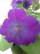 Отзыв на Семена. Петуния крупноцветковая «Спектр», 0,05 г от Елена