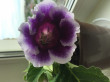 Отзыв на Семена. Глоксиния гибридная «Императрица F1», синяя пикоти, 5 шт от Наталья
