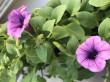 Отзыв на Семена. Петуния суперкаскадная «F1 Волна Сливовая», 4 шт от Назгуль