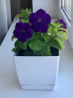 Отзыв на Семена. Петуния «Мамбо F1 синяя» многоцветковая от Ольга
