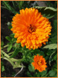 Отзыв на Семена. Календула «Калифорнийская», 0,3 г от Нина Николаевна