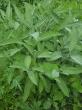 Отзыв на Семена. Шалфей овощной «Целитель», 0,2 г от Кристина