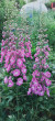 Отзыв на Семена. Дельфиниум «Новозеландский гигант румянец», 3 шт от Екатерина