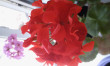 Отзыв на Пеларгония «Палитра красок», смесь окрасок, 10 шт от Светлана