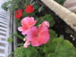 Отзыв на Семена. Пеларгония «Рафаэлла F1», персиковая от Алина