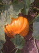 Отзыв на Семена. Тыква «Медовый десерт», крупноплодная, 1 г от Нургуль