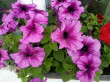 Отзыв на Семена. Петуния крупноцветковая «Дедди F1», 8 шт от Ирина Юрьевна