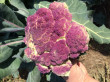 Отзыв на Семена. Капуста цветная «Лиловый шар», 0,15 г от Снежана