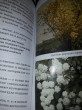 Отзыв на Выращиваем декоративные кустарники от Марина