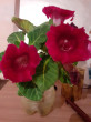 Отзыв на Семена. Глоксиния «Аванти винно-красная F1», 5 шт от Айгуль Аскаровна
