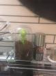Отзыв на Контейнер для сыпучих продуктов «Sprout Jar» от Ирина