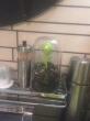 Отзыв на Контейнер для сыпучих продуктов «Sprout Jar» от Ирина