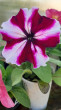 Отзыв на Семена. Петуния крупноцветковая «F1 Танец страсти», 10 шт от Галина Райнгольдовна