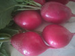 Отзыв на Семена. Редис «Селеста», 0,5 г от Светлана