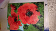 Отзыв на Картина по номерам «Маки» (15×20 см) от Айжан