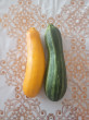 Отзыв на Семена. Кабачок-цуккини «Зебра», 2 г от RUFATARAZ