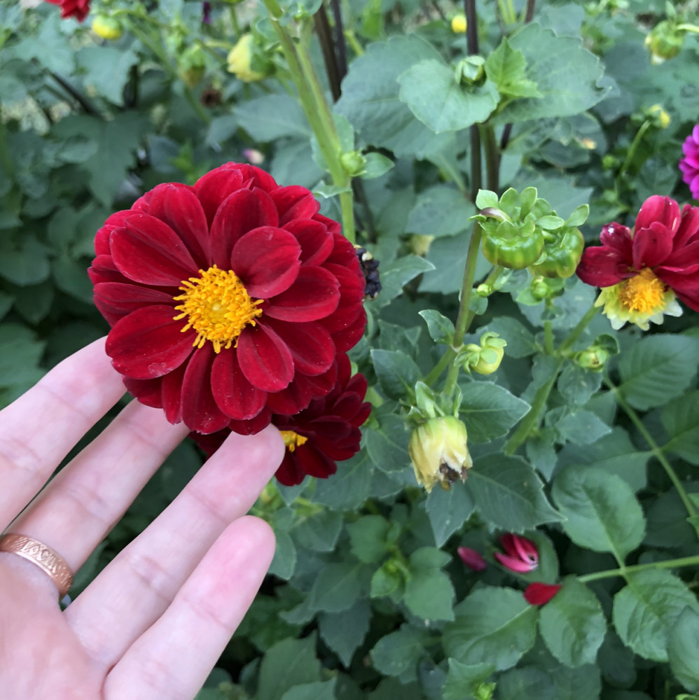 Семена. Георгина «Яркие помпоны», 0,2 г — Однолетние цветы (Гавриш ...