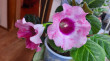 Отзыв на Семена. Глоксиния «Аванти нежно-розовая F1», 5 шт от Елена