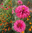 Отзыв на Семена. Цинния «Сенсация», розовая, 0,2 г от Надежда Андреевна