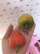 Отзыв на Семена. Перец «Конфетка F1», 10 шт от Юля