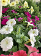 Отзыв на Семена. Петуния «Джолли белая F1» многоцветковая, 7 шт от Ольга