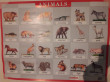Отзыв на Animals. Животные Наглядное пособие для школы от Айгерим Касеновна