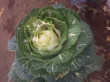 Отзыв на Семена. Капуста декоративная «Белый абажу» F1 от Галина