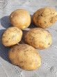 Отзыв на Семена. Картофель «Колобок», 0,025 г от Людмила Викторовна