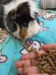 Отзыв на Корм для морских свинок «Complete Cavia» от Женя
