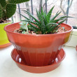 Отзыв на Кашпо «Виолет» Классик с поддоном (1 л), терракот от Наталия