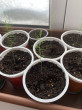 Отзыв на Семена. Спаржа «Аржентельская», 0,5 г от 🍀🌱☘️🌿Гүлмира Кенжалықызы