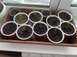 Отзыв на Семена. Спаржа «Аржентельская», 0,5 г от 🍀🌱☘️🌿Гүлмира Кенжалықызы