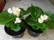 Отзыв на Бегония «Королева белая» от Надия Андреевна
