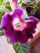 Отзыв на Семена. Глоксиния гибридная «Императрица F1», пурпурная, 5 шт от Вера