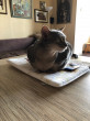 Отзыв на Лежак для кошек «Tilly» от Елена