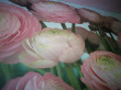 Отзыв на Фотообои «Gentle Rosé» (368 х 254 см) от Аида