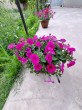 Отзыв на Семена. Петуния суперкаскадная «F1 Прилив Пурпурный», 5 шт от Meruert