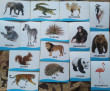 Отзыв на Животные. Развивающие карточки от Екатерина Петровна