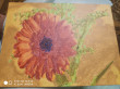Отзыв на Картина по номерам «Гербера» от Ирина Александровна