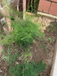 Отзыв на Семена. Спаржа «Аржентельская», 0,5 г от 🍀🌱☘️🌿Гүлмира Кенжалықызы