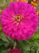 Отзыв на Семена. Цинния «Исполин пурпурный», 0,3 г от Ольга 