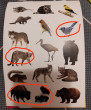 Отзыв на Карточки Домана. Животные материков от Laverne Pfeffer