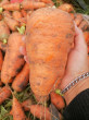 Отзыв на Семена. Морковь «Курода шантанэ», 2 г от Cветлана