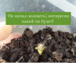 Отзыв на Семена. Кактус «Непоседа» от Диана