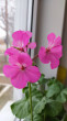 Отзыв на Семена. Пеларгония «Павла F1», 4 шт от Татьяна