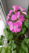 Отзыв на Семена. Пеларгония «Павла F1», 4 шт от Татьяна