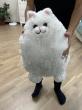 Отзыв на Игрушка мягкая «Кот Беляш» от Erkesha
